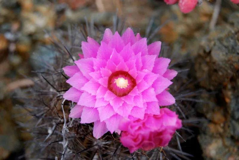 Cactus chilenito: tesoro evolutivo al borde de la extinción
