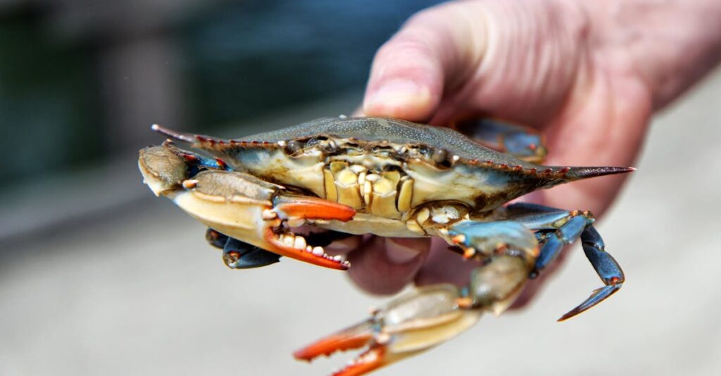 Cangrejo azul: la exportación que dejó en la calle a muchos en Venezuela