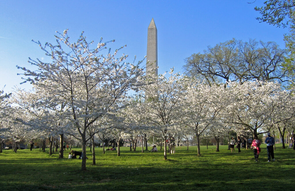 Cerezos en flor: La belleza de Washington D.C. en plena eclosión