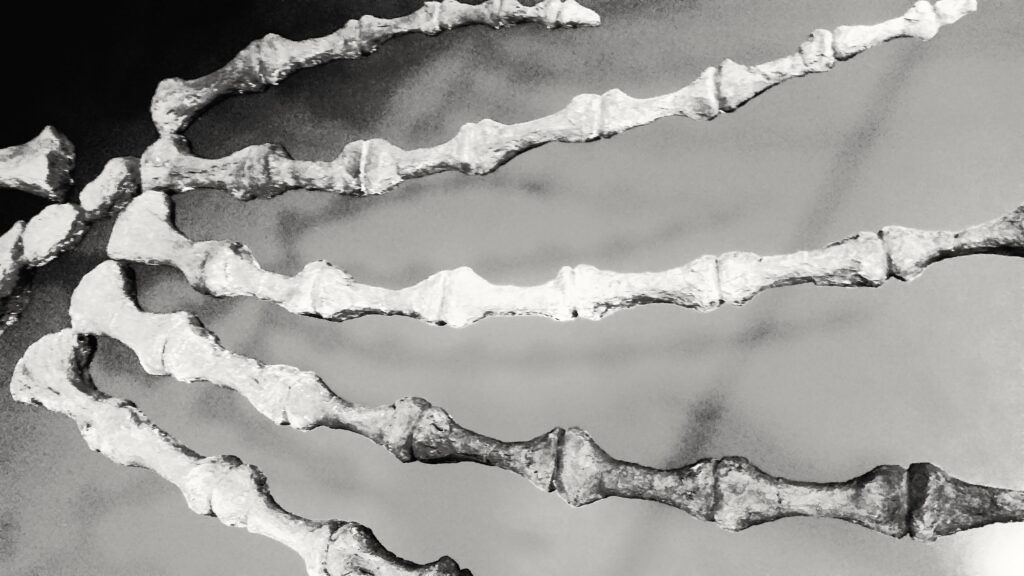 Hallazgo en Alemania confirma que neandertales cazaban animales gigantes