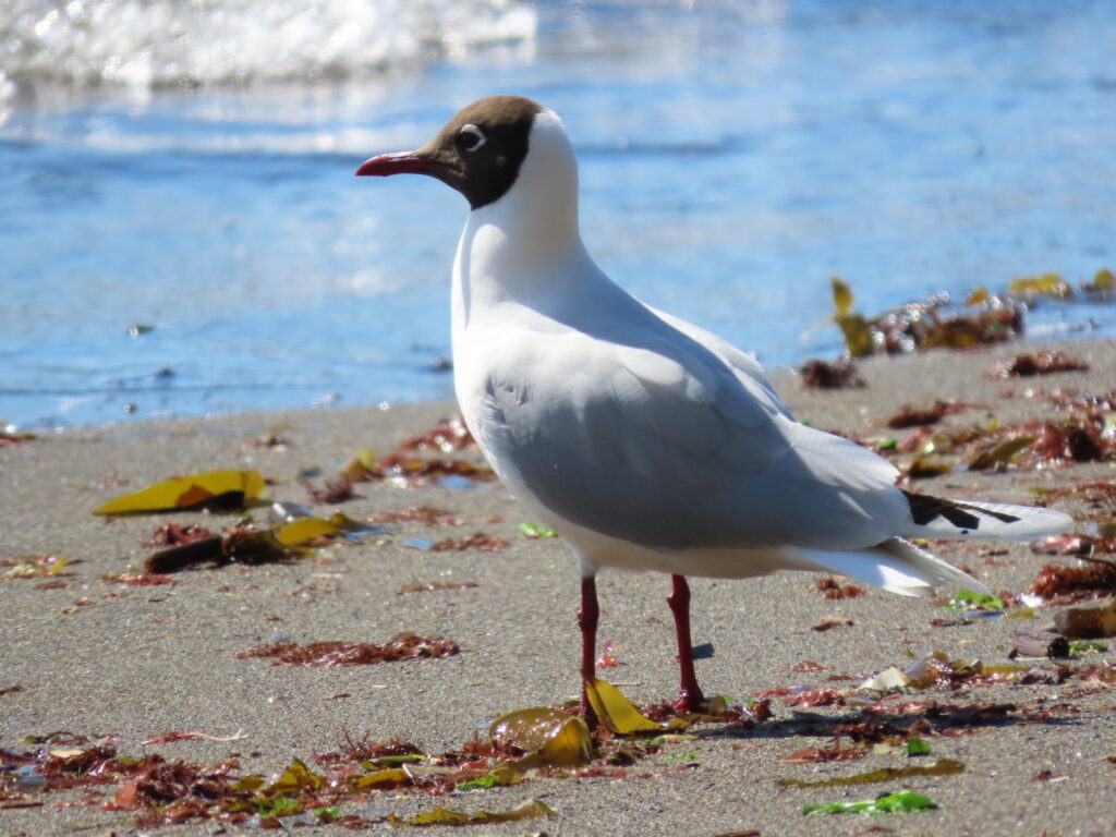 Operación Imperio: Fiscalía reformaliza a 8 por delitos económicos Operación Imperio: Fiscalía reformaliza a 8 por delitos económicos