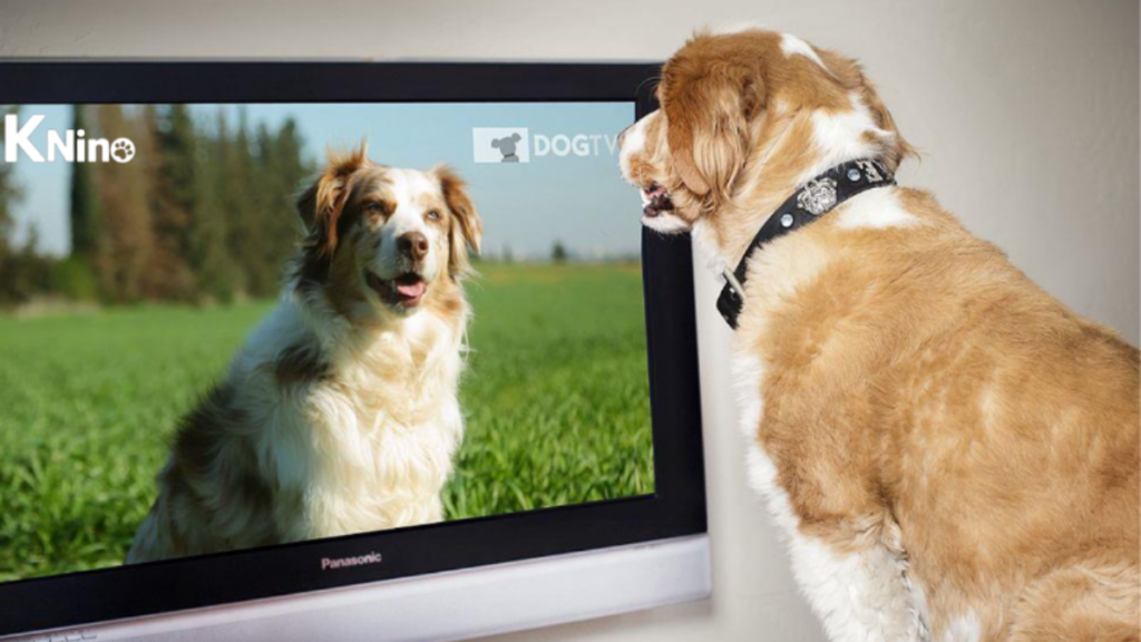 KNino: El primer canal de TV para perros en Chile KNino: El primer canal de TV para perros en Chile