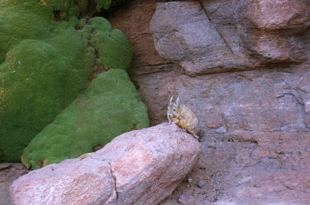 Polinizadores nativos aumentan rendimiento de frutas en Chile Polinizadores nativos aumentan rendimiento de frutas en Chile